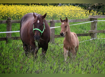 American Quarter Horse, Stallion, Foal (04/2024), 14.2 hh, Buckskin