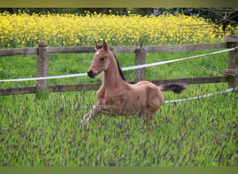 American Quarter Horse, Stallion, Foal (04/2024), 14.2 hh, Buckskin