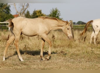 American Quarter Horse, Stallion, Foal (04/2026), 14.2 hh, Champagne