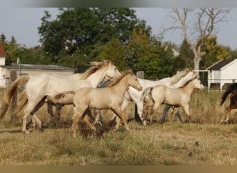 American Quarter Horse, Stallion, Foal (04/2026), 14.2 hh, Champagne