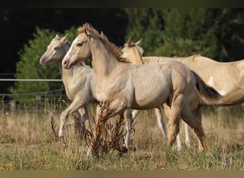 American Quarter Horse, Stallion, Foal (04/2026), 14.2 hh, Champagne