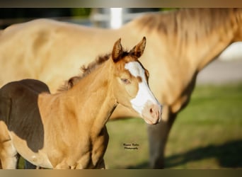 American Quarter Horse, Stallion, Foal (04/2024), 14.2 hh, Champagne