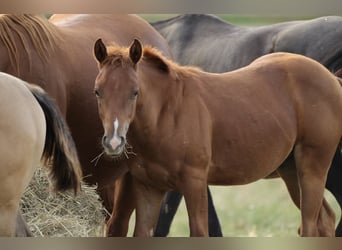 American Quarter Horse, Stallion, Foal (04/2026), 14.2 hh, Chestnut-Red
