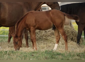 American Quarter Horse, Stallion, Foal (04/2026), 14.2 hh, Chestnut-Red