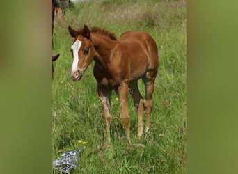 American Quarter Horse, Stallion, Foal (04/2026), 14.2 hh, Chestnut-Red