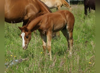 American Quarter Horse, Stallion, Foal (04/2026), 14.2 hh, Chestnut-Red