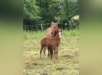 American Quarter Horse, Stallion, Foal (04/2026), 14.2 hh, Chestnut-Red