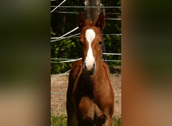 American Quarter Horse, Stallion, Foal (01/2024), 14.2 hh, Chestnut-Red
