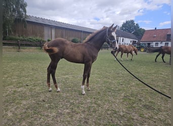American Quarter Horse, Stallion, Foal (05/2026), 14.2 hh, Chestnut-Red