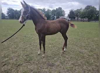American Quarter Horse, Stallion, Foal (05/2026), 14.2 hh, Chestnut-Red
