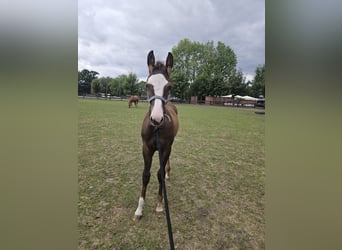 American Quarter Horse, Stallion, Foal (05/2026), 14.2 hh, Chestnut-Red