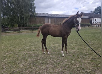 American Quarter Horse, Stallion, Foal (05/2026), 14.2 hh, Chestnut-Red