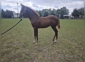 American Quarter Horse, Stallion, Foal (05/2026), 14.2 hh, Chestnut-Red