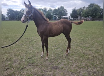American Quarter Horse, Stallion, Foal (05/2026), 14.2 hh, Chestnut-Red