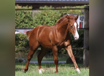 American Quarter Horse, Stallion, Foal (04/2026), 14.2 hh, Chestnut-Red