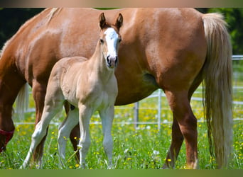 American Quarter Horse Mix, Stallion, Foal (04/2024), 14.2 hh, Chestnut-Red