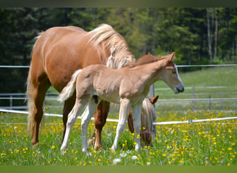 American Quarter Horse Mix, Stallion, Foal (04/2024), 14.2 hh, Chestnut-Red