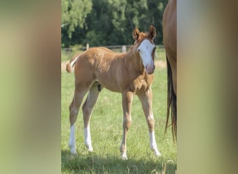 American Quarter Horse, Stallion, Foal (05/2025), 14.2 hh, Chestnut-Red