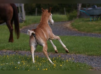 American Quarter Horse, Stallion, Foal (04/2024), 14,2 hh, Chestnut-Red