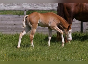 American Quarter Horse, Stallion, Foal (04/2024), 14.2 hh, Chestnut-Red