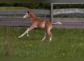 American Quarter Horse, Stallion, Foal (04/2024), 14.2 hh, Chestnut-Red