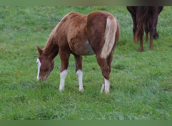 American Quarter Horse, Stallion, Foal (04/2024), 14,2 hh, Chestnut-Red