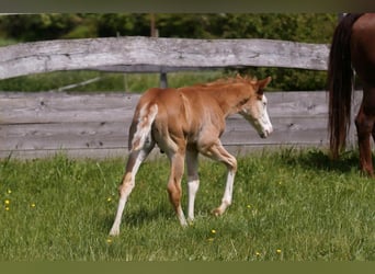 American Quarter Horse, Stallion, Foal (04/2024), 14.2 hh, Chestnut-Red