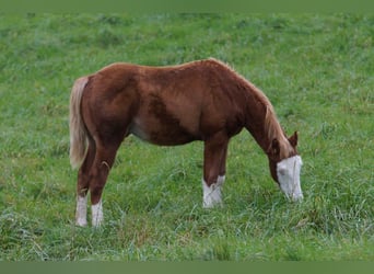 American Quarter Horse, Stallion, Foal (04/2024), 14,2 hh, Chestnut-Red