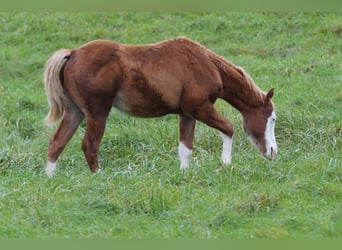 American Quarter Horse, Stallion, Foal (04/2024), 14,2 hh, Chestnut-Red