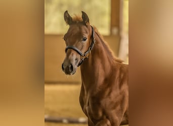 American Quarter Horse, Stallion, Foal (05/2025), 14.2 hh, Chestnut