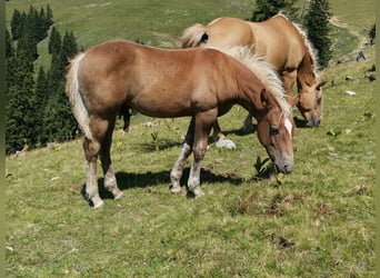 American Quarter Horse Mix, Stallion, Foal (04/2026), 14.2 hh