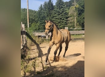 American Quarter Horse, Stallion, Foal (05/2025), 14.2 hh