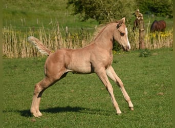 American Quarter Horse, Stallion, Foal (04/2024), 14,2 hh, Palomino