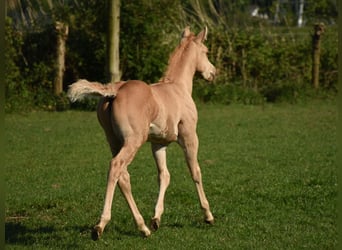 American Quarter Horse, Stallion, Foal (04/2024), 14,2 hh, Palomino