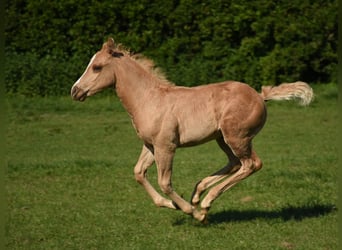 American Quarter Horse, Stallion, Foal (04/2024), 14,2 hh, Palomino