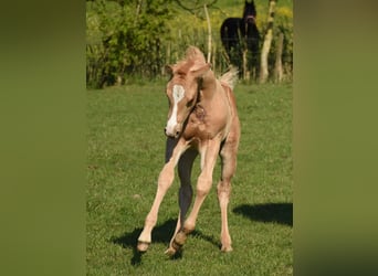 American Quarter Horse, Stallion, Foal (04/2024), 14,2 hh, Palomino