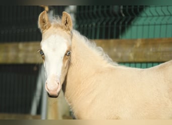 American Quarter Horse, Stallion, Foal (04/2024), 14.2 hh, Palomino