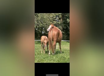 American Quarter Horse, Stallion, Foal (05/2024), 14,2 hh, Red Dun