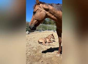 American Quarter Horse, Hengst, Fohlen (04/2024), 14,2 hh, Red Dun