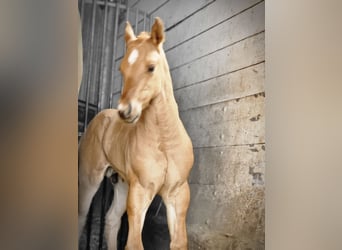 American Quarter Horse, Hengst, Fohlen (04/2024), 14,2 hh, Red Dun