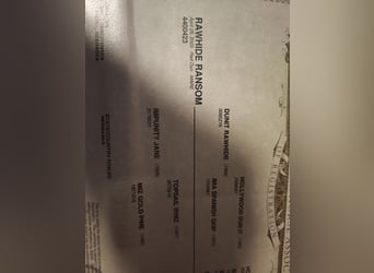 American Quarter Horse, Stallion, Foal (07/2025), 14.2 hh, Red Dun American Quarter Horse, Stallion, Foal (07/2025), 14.2 hh, Red Dun