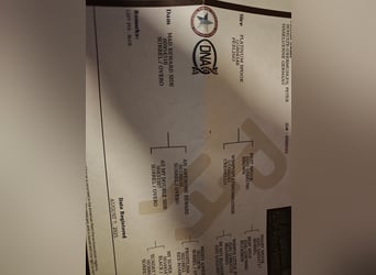 American Quarter Horse, Stallion, Foal (07/2025), 14.2 hh, Red Dun American Quarter Horse, Stallion, Foal (07/2025), 14.2 hh, Red Dun