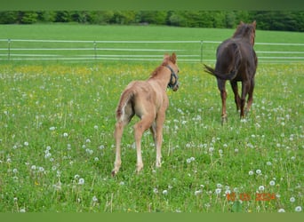 American Quarter Horse, Stallion, Foal (04/2024), 14.2 hh, Red Dun