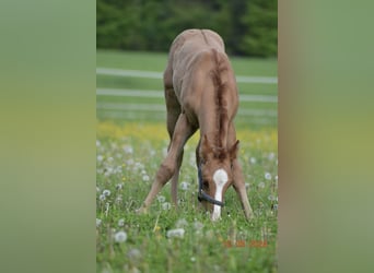 American Quarter Horse, Stallion, Foal (04/2024), 14.2 hh, Red Dun
