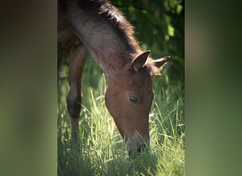 American Quarter Horse, Stallion, Foal (04/2024), 14,2 hh, Roan-Bay