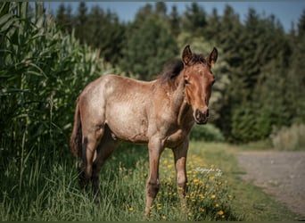 American Quarter Horse, Stallion, Foal (04/2024), 14,2 hh, Roan-Bay