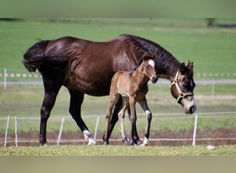 American Quarter Horse, Stallion, Foal (01/2026), 14.2 hh, Roan-Bay
