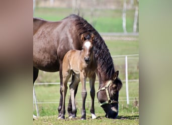 American Quarter Horse, Stallion, Foal (01/2026), 14.2 hh, Roan-Bay