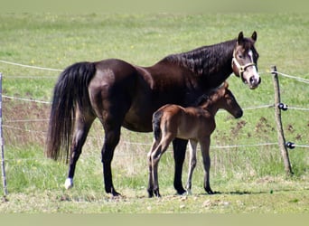 American Quarter Horse, Stallion, Foal (01/2026), 14.2 hh, Roan-Bay
