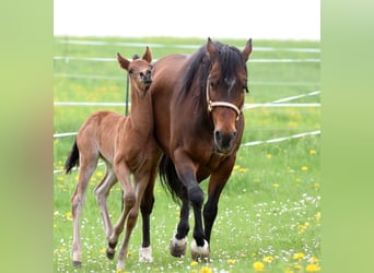 American Quarter Horse, Stallion, Foal (01/2024), 14.2 hh, Roan-Bay